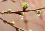 雨水天气多如何防病 春季保健方法