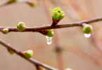 雨水节气如何养生 这些养生规矩要牢记