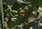 植物神经紊乱发烧特点