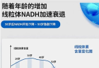 线粒体异常：疾病背后的隐秘推手与NAD+的抗衰老潜力