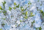 白梅花和玫瑰花泡水喝可以消结节吗